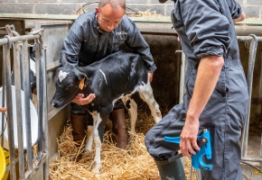 Le génotypage en élevage laitier 