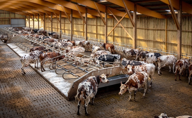 Améliorer le logement des vaches laitières