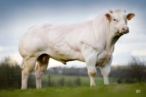 DOSE SEXE 2M 90 M NADAL - YBE000164889286 - 25A3090