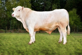 DOSE TAUREAU LOVE P - NFR0337736539 - 3890864