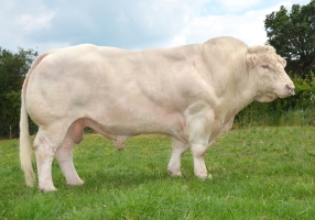 DOSE TAUREAU MON CHIC - NFR1423175189 - 3892596