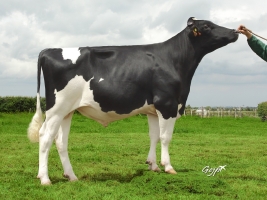 DOSE TAUREAU IVERNOIS - NFR1443275917 - 6686550