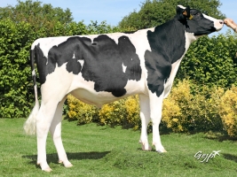 DOSE TAUREAU LICKEN P - NFR2213516439 - 6689686