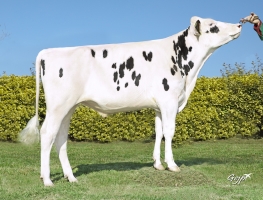 DOSE TAUREAU POKORA P - NFR2213517296 - 6696165