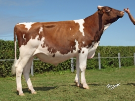 DOSE TAUREAU HOREDP ISY - NFR2234482774 - 6683648