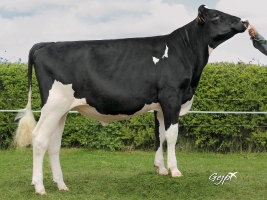 DOSE TAUREAU HOLVAL ISY - NFR2234683917 - 6683649