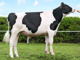 DOSE TAUREAU HARVAL ISY - NFR2234683918 - 6683650