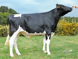 DOSE TAUREAU OUCHKA - NFR2235749386 - 6695074