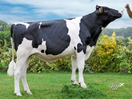 DOSE TAUREAU MICHALAK - NFR2238143895 - 6691670