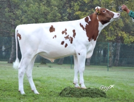 DOSE TAUREAU PAVEL RED - NFR2238144229 - 6695776