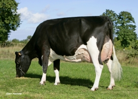 DOSE TAUREAU HEFALO ISY - NFR2245731885 - 6684102