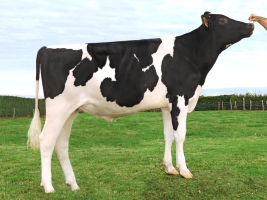 DOSE TAUREAU NICO - NFR2251393334 - 6692527