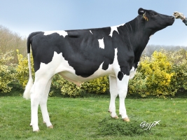DOSE SEXEE FEM 90 TAUREAU OXFORD - XFR2251393379 - 6692884