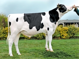 DOSE TAUREAU ODERNEAU - NFR2927061311 - 6694020