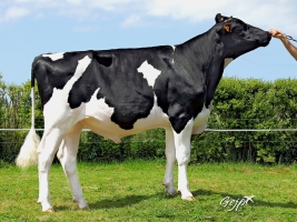 DOSE TAUREAU IROCK - NFR2930983621 - 6686691