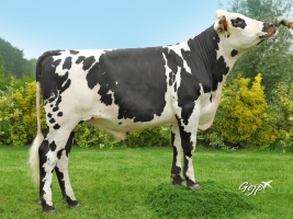 DOSE TAUREAU NOBEL - NFR3512300289 - 5692066