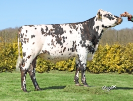 DOSE SEXEE FEM 90 TAUREAU PROCELIAND - XFR3567582643 - 5696149