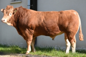 DOSE TAUREAU PYRRHUS - NFR4319019838 - 3497665