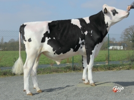 DOSE TAUREAU FLOW - NFR4432722567 - 6679479