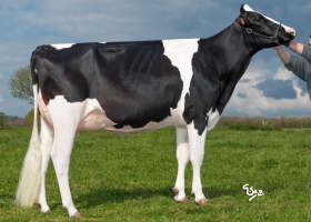 DOSE TAUREAU MONJOY - NFR4455476304 - 6691433