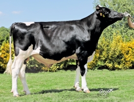 DOSE TAUREAU ONNY - NFR4460056593 - 6695085