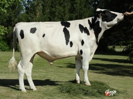 DOSE TAUREAU DUNHILL - NFR4931269100 - 6675303