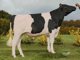 DOSE TAUREAU LEVIS - NFR4931269594 - 6688759