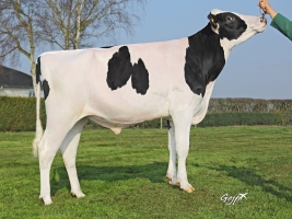 DOSE TAUREAU INGOLD - NFR4949348981 - 6686108