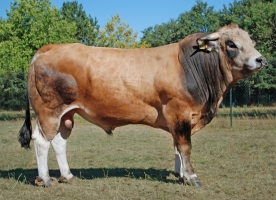 DOSE TAUREAU RTT - NFR4953152585 - 7198613
