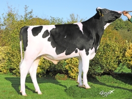 DOSE TAUREAU OBOIS - NFR4959456088 - 6694532