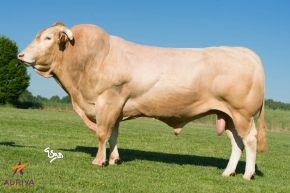 DOSE TAUREAU ENVOL - NFR4961211912 - 7978763