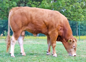 DOSE TAUREAU RAMINO P - NFR4981291667 - 3498197