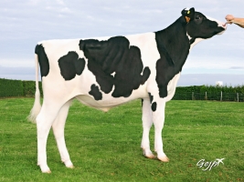 DOSE TAUREAU NIKERBY - NFR5367323198 - 6692896