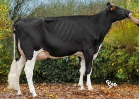 DOSE TAUREAU NUMBER - NFR5371889343 - 6692278