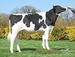 DOSE TAUREAU PACOLINE - NFR5373868933 - 6695956