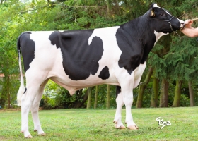 DOSE TAUREAU PEPITO - NFR5502564708 - 6695186