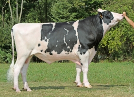 DOSE TAUREAU REMEMBER - NFR5502632933 - 6696558