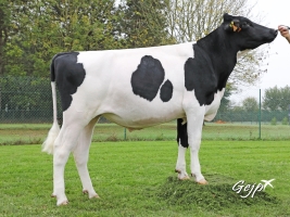DOSE TAUREAU MOVER P RF - NFR5637993664 - 6691278