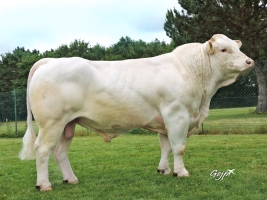 DOSE TAUREAU LASVEGAS - NFR5815116418 - 3890880