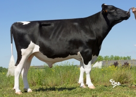 DOSE TAUREAU HENDRIX - NFR6413261080 - 6683542