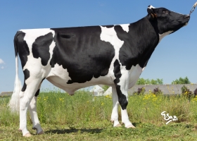 DOSE TAUREAU HIGHBORN - NFR6413432290 - 6684537