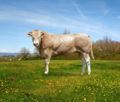 DOSE TAUREAU UNO - NFR6415172967 - 79A3142