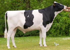 DOSE TAUREAU MASSERAN - NFR6771251971 - 6691437