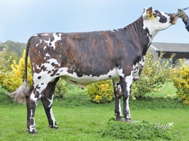 DOSE TAUREAU MELOMANE - NFR7252131053 - 5691365