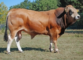 DOSE TAUREAU RAINBOW - NFR7944431727 - 7198614