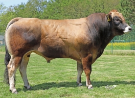 DOSE TAUREAU SULLY - NFR7967912396 - 71A0181