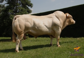 DOSE TAUREAU ANETO - NFR8123136847 - 7971228