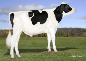 DOSE TAUREAU PIXIE COOP - NUS003201895128 - 6696686