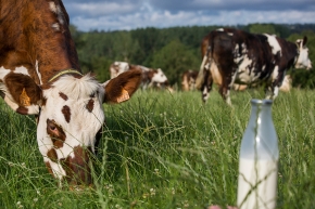 Les indicateurs acides gras