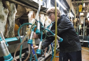 Collecte de données en salle de traite
